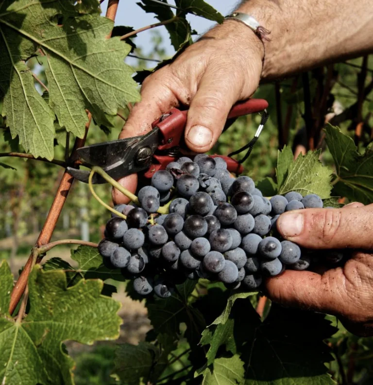 La raccolta a mano dell’uva